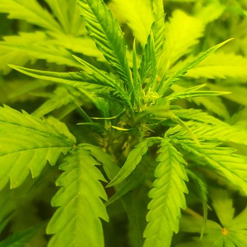 AK 47 auto  growlog timeline photo