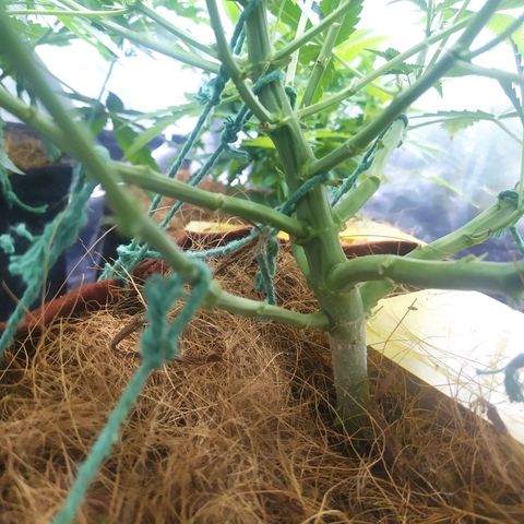AK 47 auto  growlog timeline photo