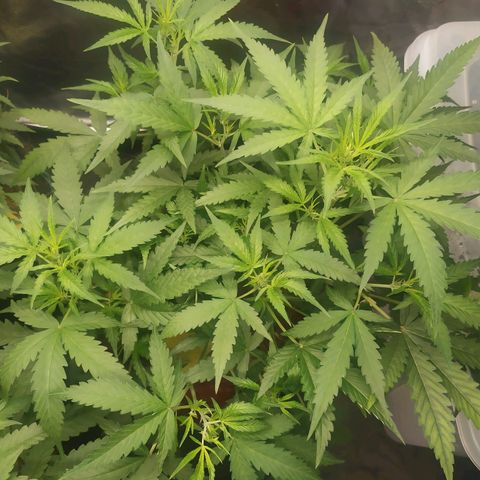 AK 47 auto  growlog timeline photo