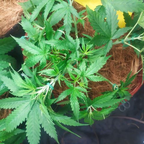 AK 47 auto  growlog timeline photo