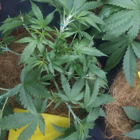 AK 47 auto  growlog timeline photo