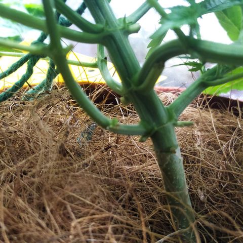 AK 47 auto  growlog timeline photo