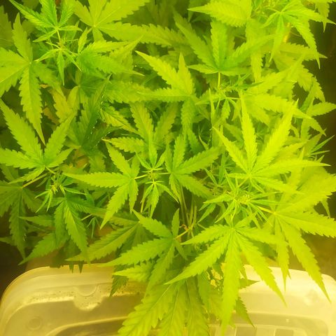 AK 47 auto  growlog timeline photo