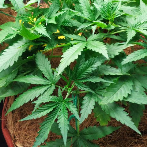 AK 47 auto  growlog timeline photo
