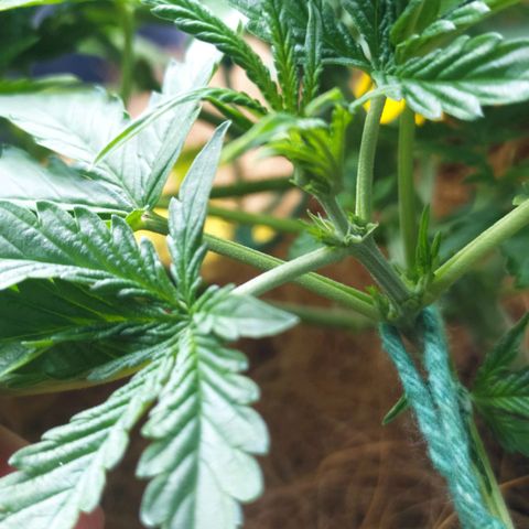 AK 47 auto  growlog timeline photo