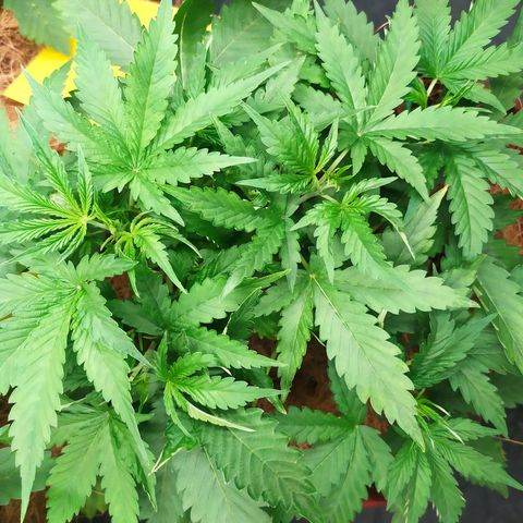 AK 47 auto  growlog timeline photo