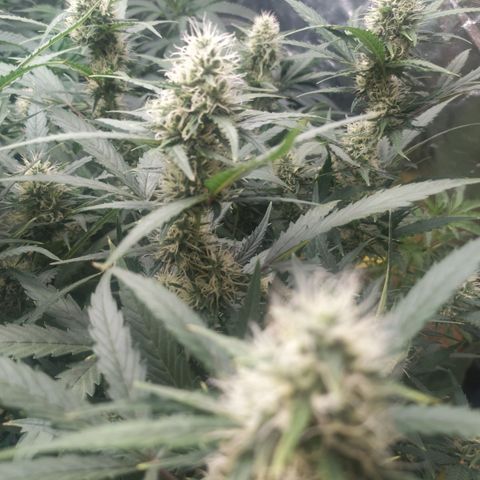 AK 47 auto  growlog timeline photo