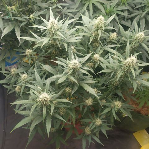 AK 47 auto  growlog timeline photo