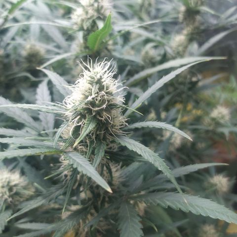 AK 47 auto  growlog timeline photo