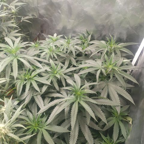 Peyote forum  growlog timeline photo