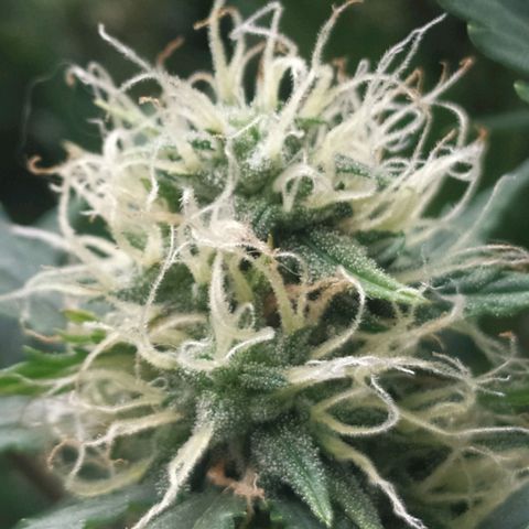 AK 47 auto  growlog timeline photo