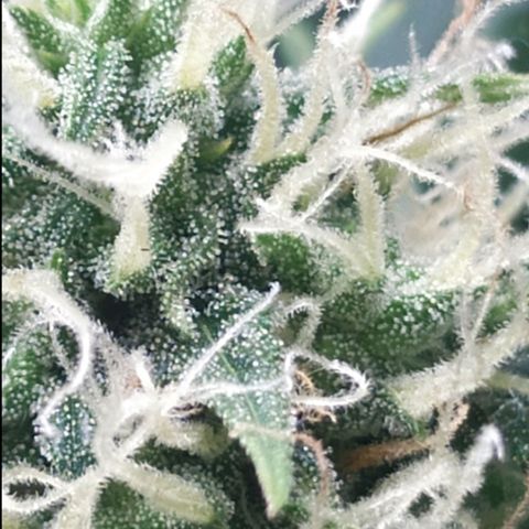 AK 47 auto  growlog timeline photo