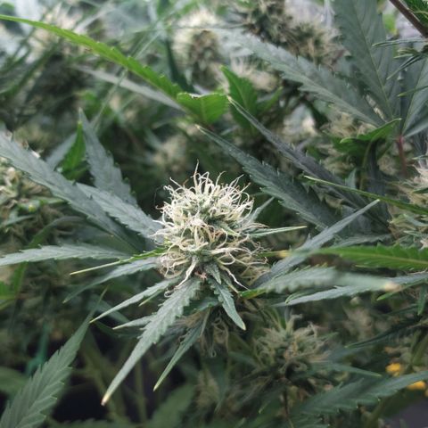AK 47 auto  growlog timeline photo