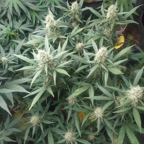 AK 47 auto  growlog timeline photo
