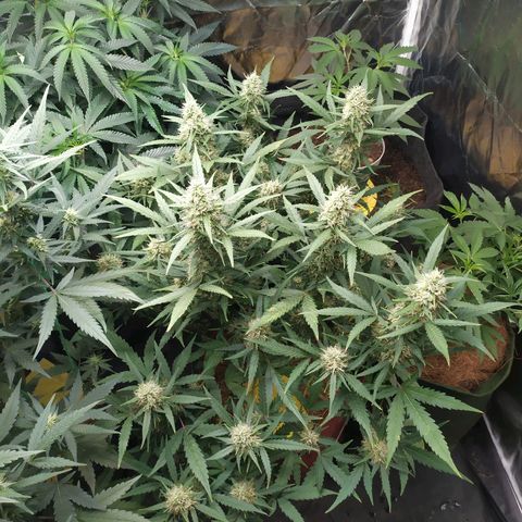 AK 47 auto  growlog timeline photo