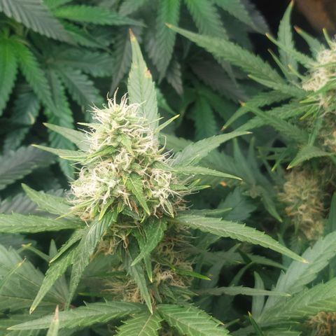 AK 47 auto  growlog timeline photo
