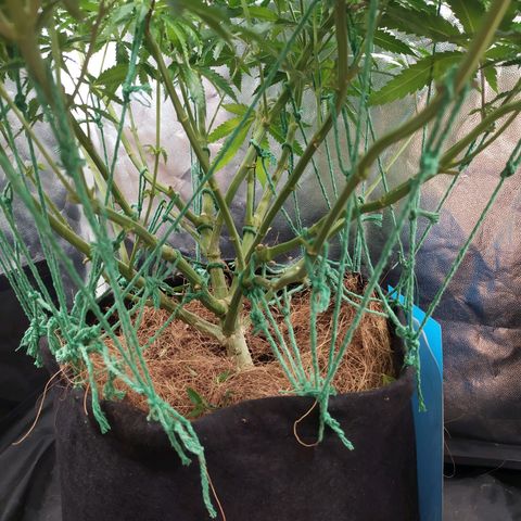 Peyote forum  growlog timeline photo