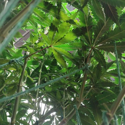 Peyote forum  growlog timeline photo