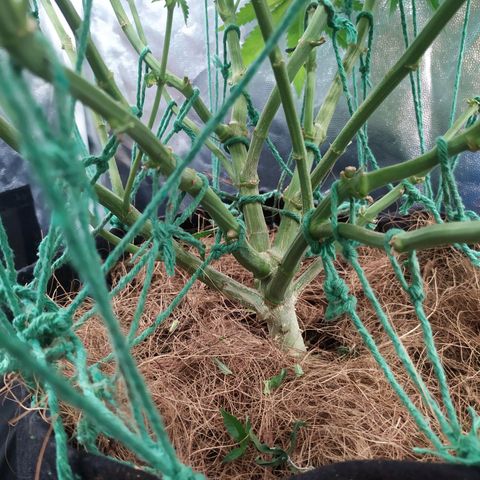Peyote forum  growlog timeline photo