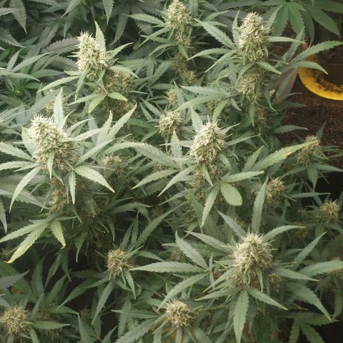 AK 47 auto  growlog timeline photo