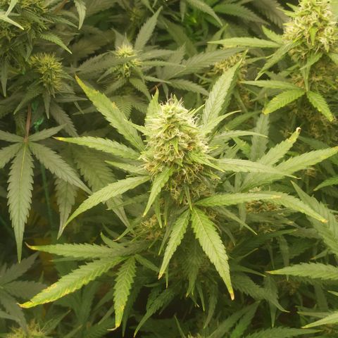 AK 47 auto  growlog timeline photo