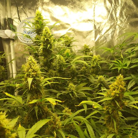AK 47 auto  growlog timeline photo