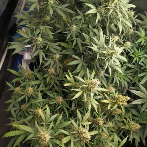 AK 47 auto  growlog timeline photo