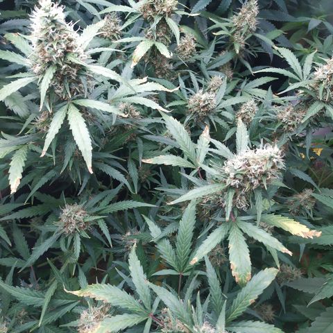 AK 47 auto  growlog timeline photo