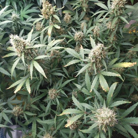 AK 47 auto  growlog timeline photo