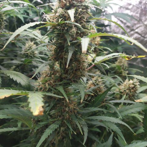 AK 47 auto  growlog timeline photo