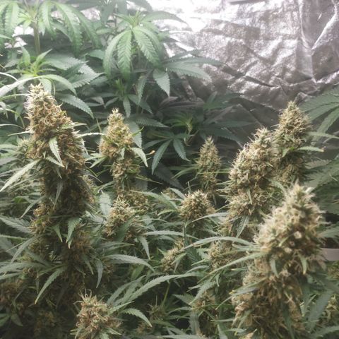 AK 47 auto  growlog timeline photo