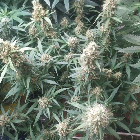 AK 47 auto  growlog timeline photo