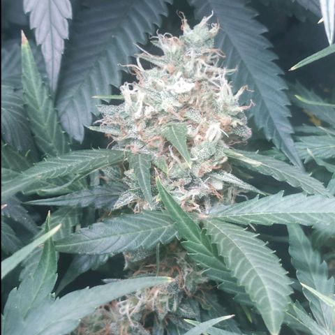 AK 47 auto  growlog timeline photo