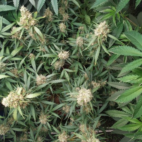 AK 47 auto  growlog timeline photo