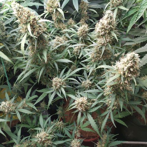 AK 47 auto  growlog timeline photo