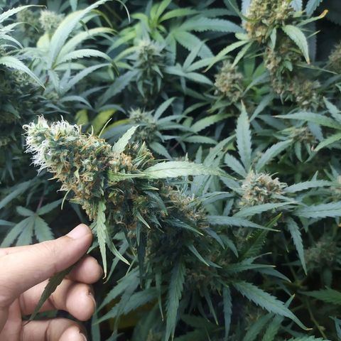AK 47 auto  growlog timeline photo