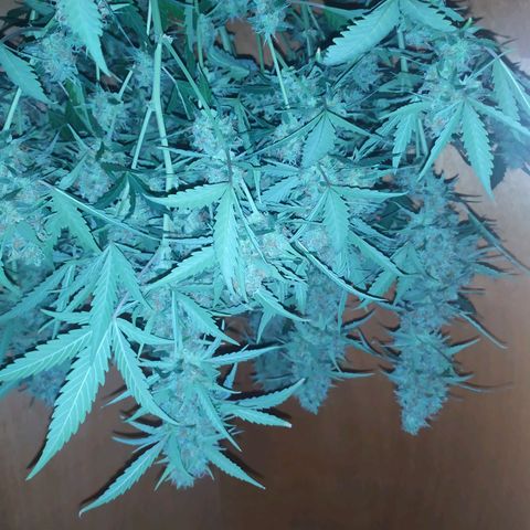AK 47 auto  growlog timeline photo