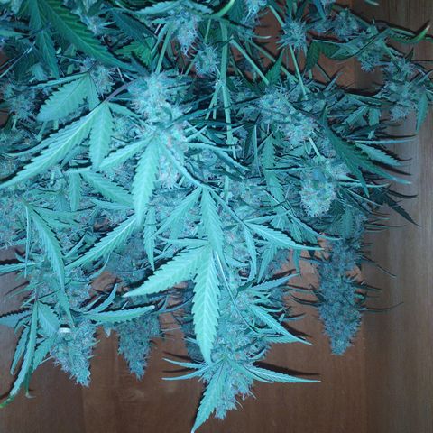 AK 47 auto  growlog timeline photo