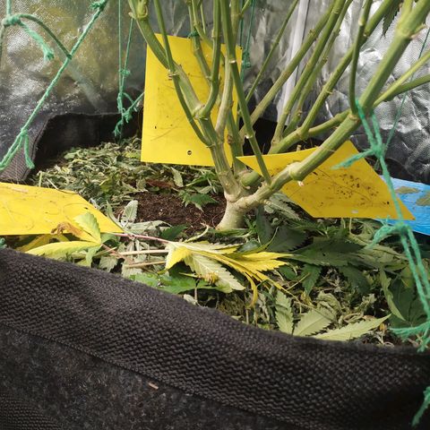 Peyote forum  growlog timeline photo
