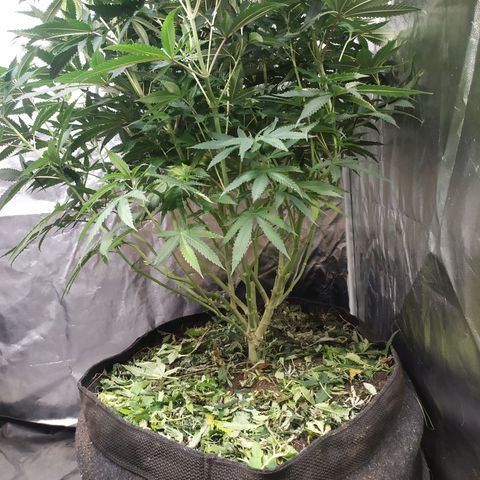 Peyote forum  growlog timeline photo