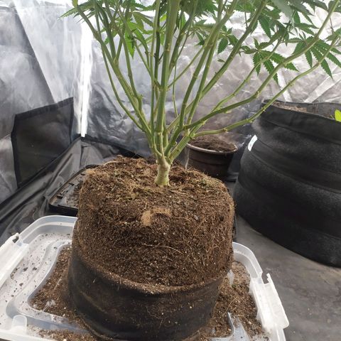 Peyote forum  growlog timeline photo