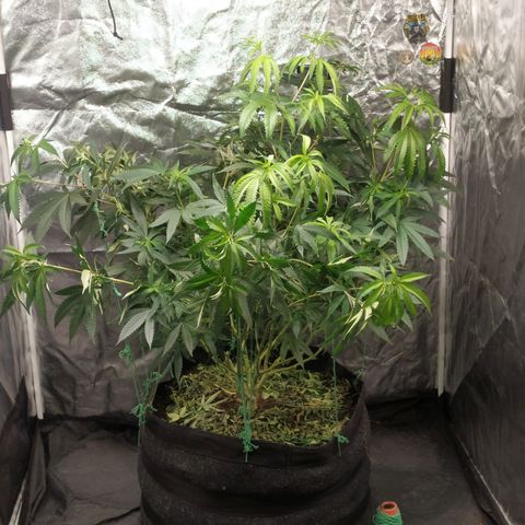 Peyote forum  growlog timeline photo