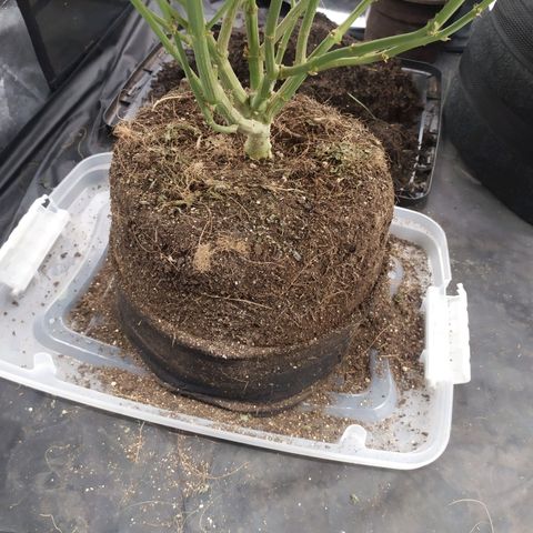 Peyote forum  growlog timeline photo