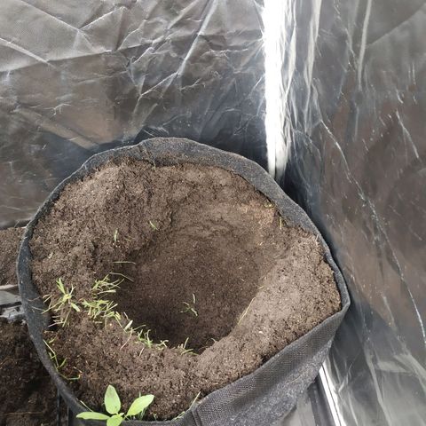 Peyote forum  growlog timeline photo
