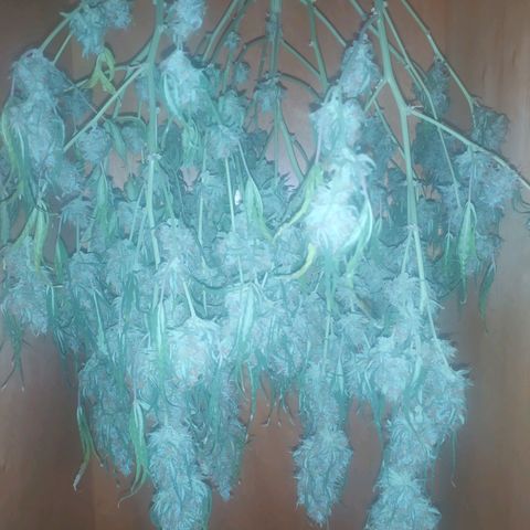 AK 47 auto  growlog timeline photo