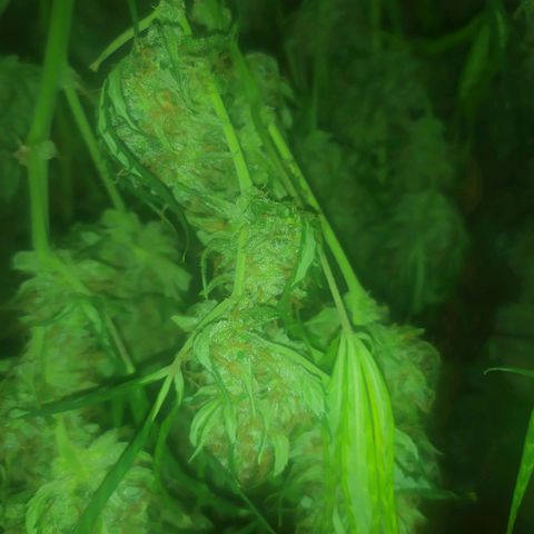 AK 47 auto  growlog timeline photo