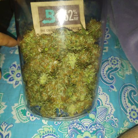 AK 47 auto  growlog timeline photo