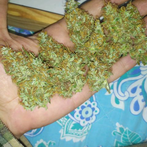 AK 47 auto  growlog timeline photo