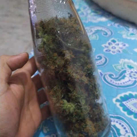 AK 47 auto  growlog timeline photo