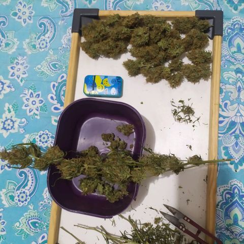 AK 47 auto  growlog timeline photo